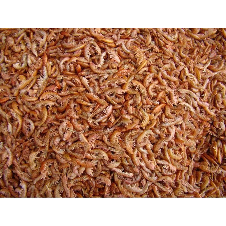 Tropical Gammarus alimento para répteis,  Imagem número 3 Tropical Gammarus alimento para répteis, , large Imagem número 3